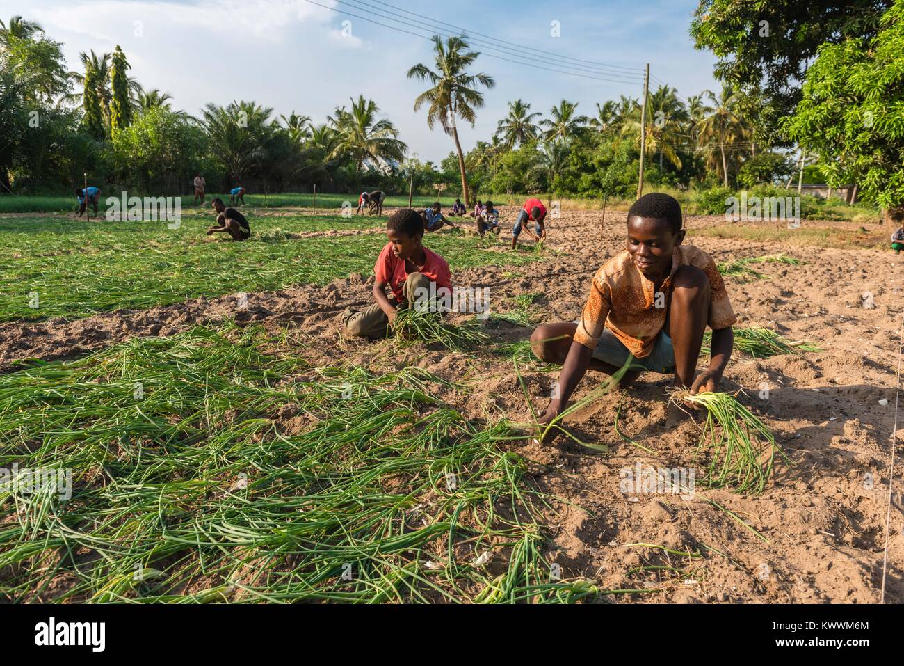 Small scale farming, farm hand planting onions, Anyanui, Volta Region, Ghana, Africa Stock Photo