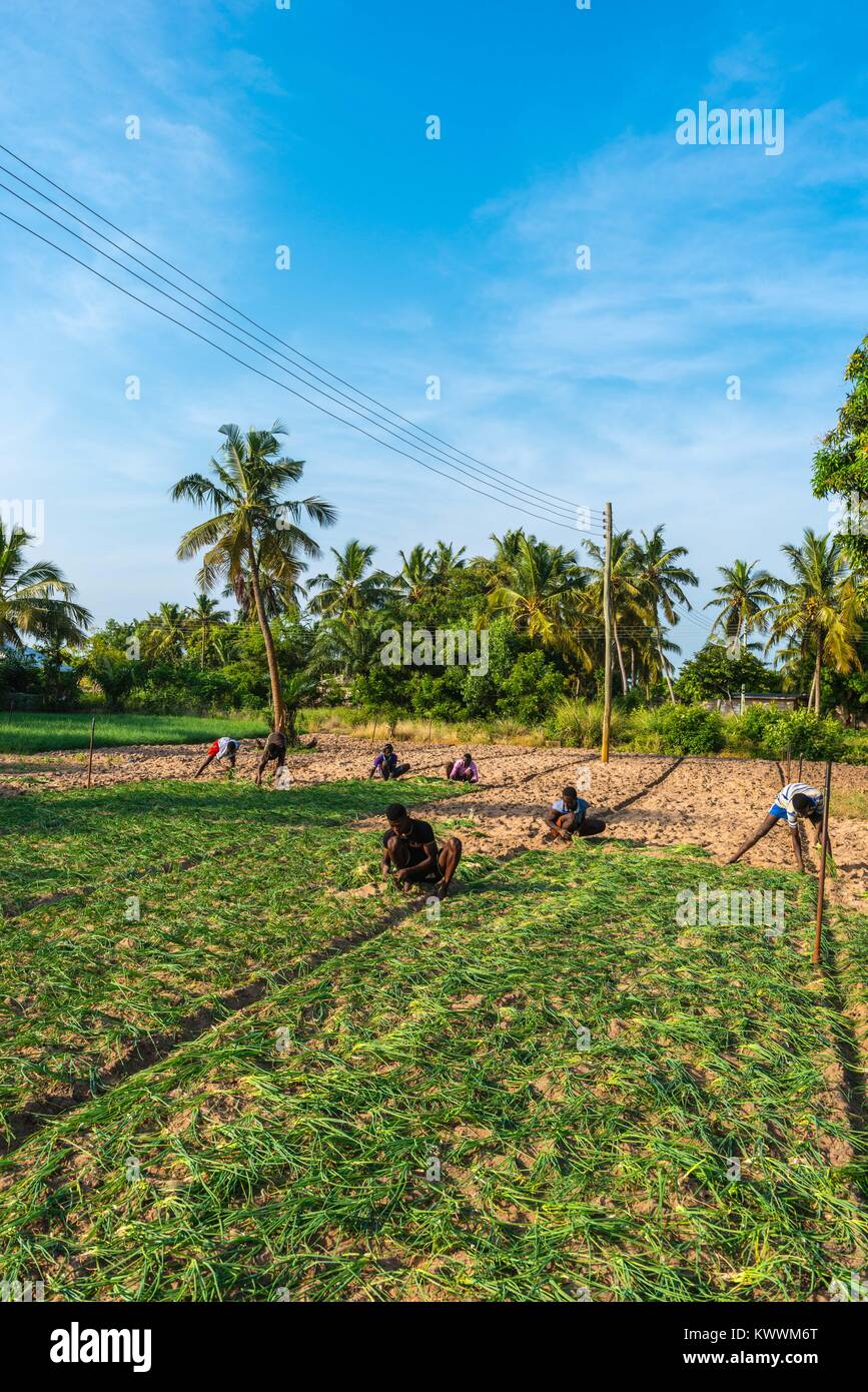 Small scale farming, farm hand planting onions, Anyanui, Volta Region, Ghana, Africa Stock Photo