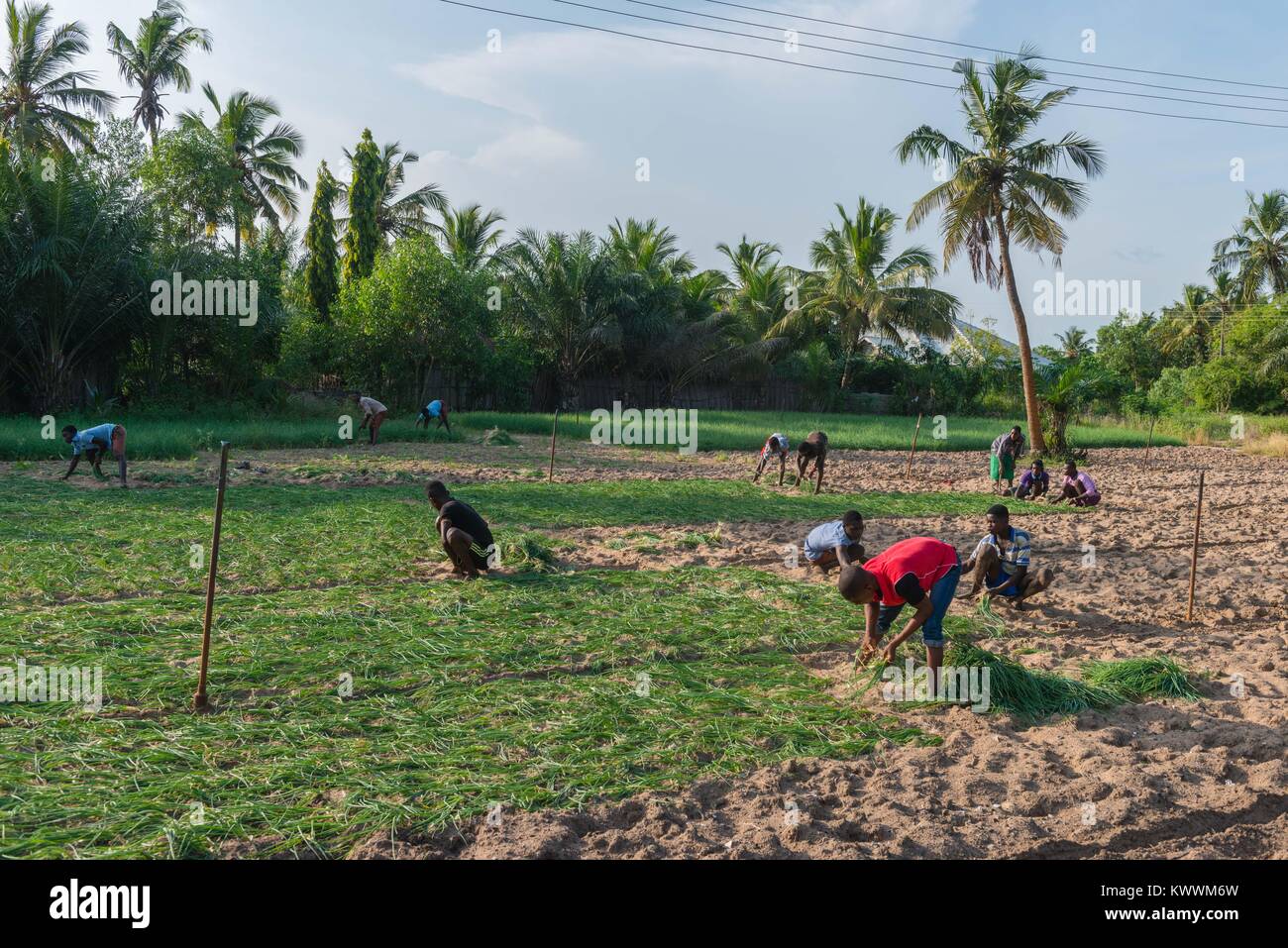 Small scale farming, farm hand planting onions, Anyanui, Volta Region, Ghana, Africa Stock Photo