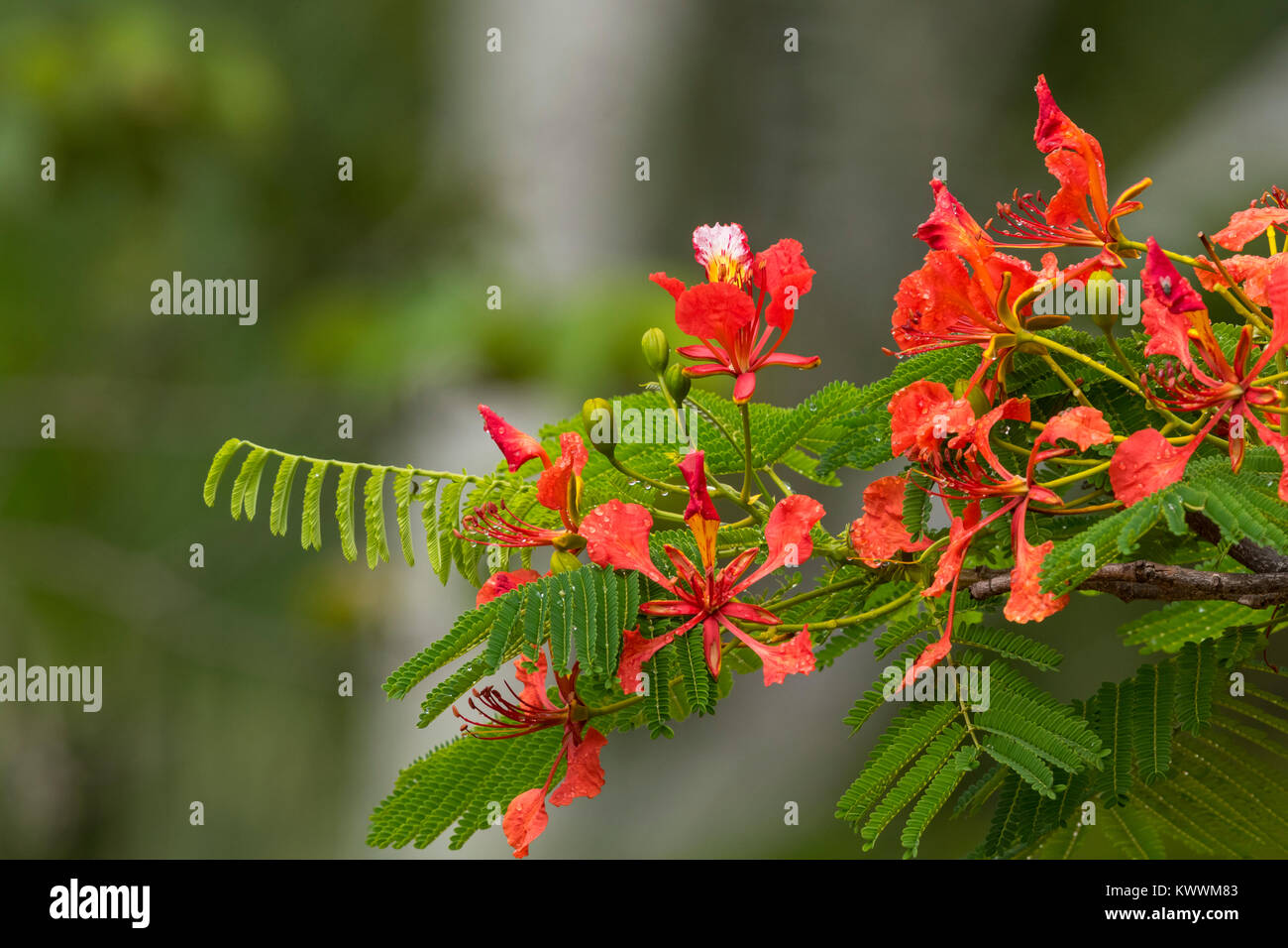 Flowering Royal Poinciana, Flamboyant (Delonix regia), one of several trees known as Flame Tree, Stock Photo