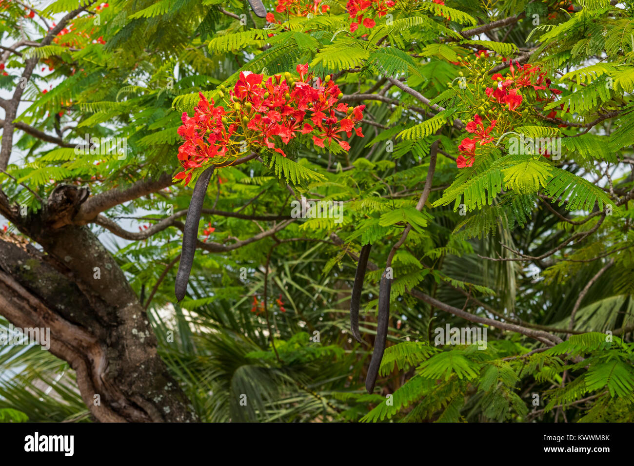 Flowering Royal Poinciana, Flamboyant (Delonix regia) with black pods, one of several trees known as Flame Tree, Stock Photo