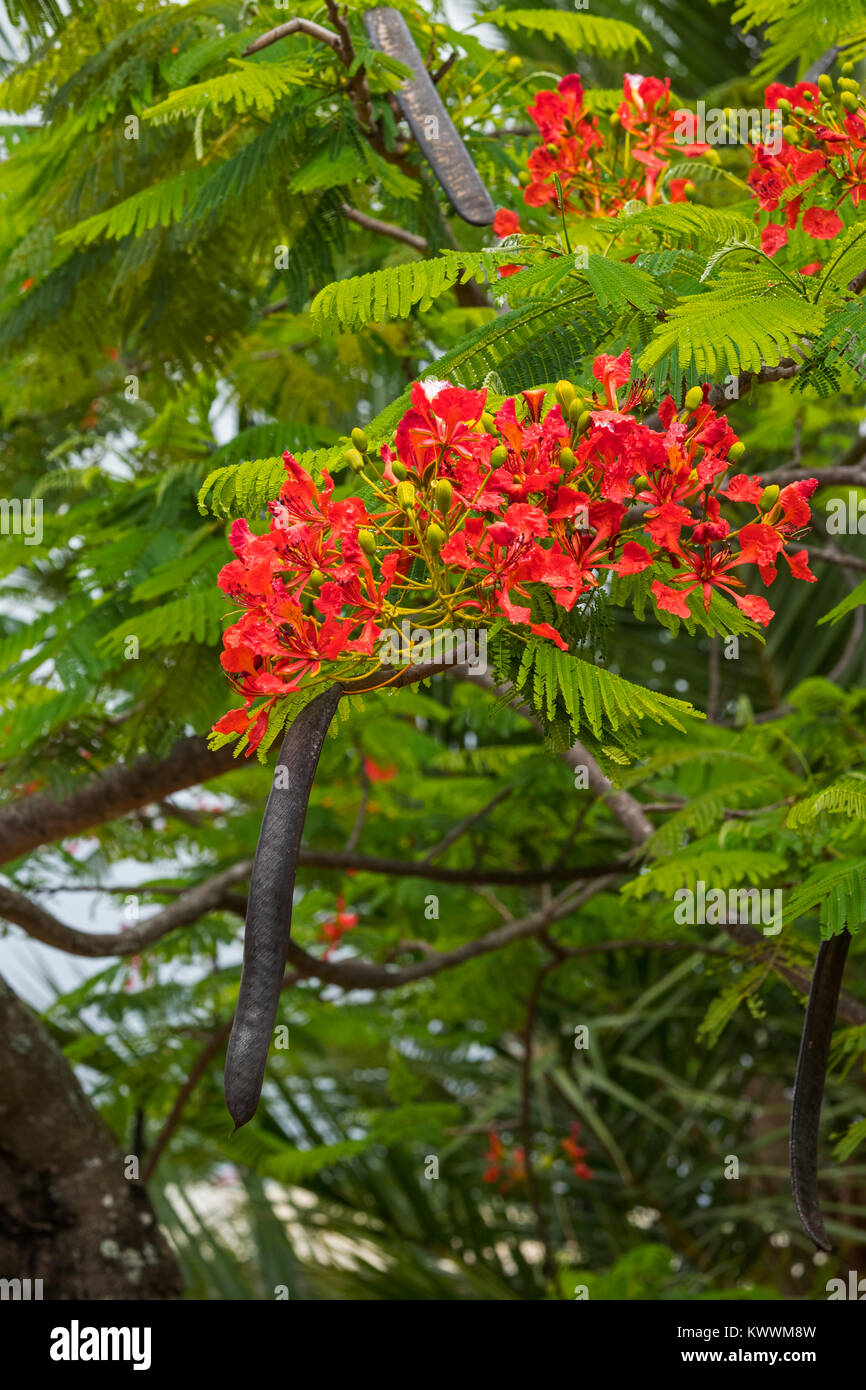 Flowering Royal Poinciana, Flamboyant (Delonix regia) with black pods, one of several trees known as Flame Tree, Stock Photo