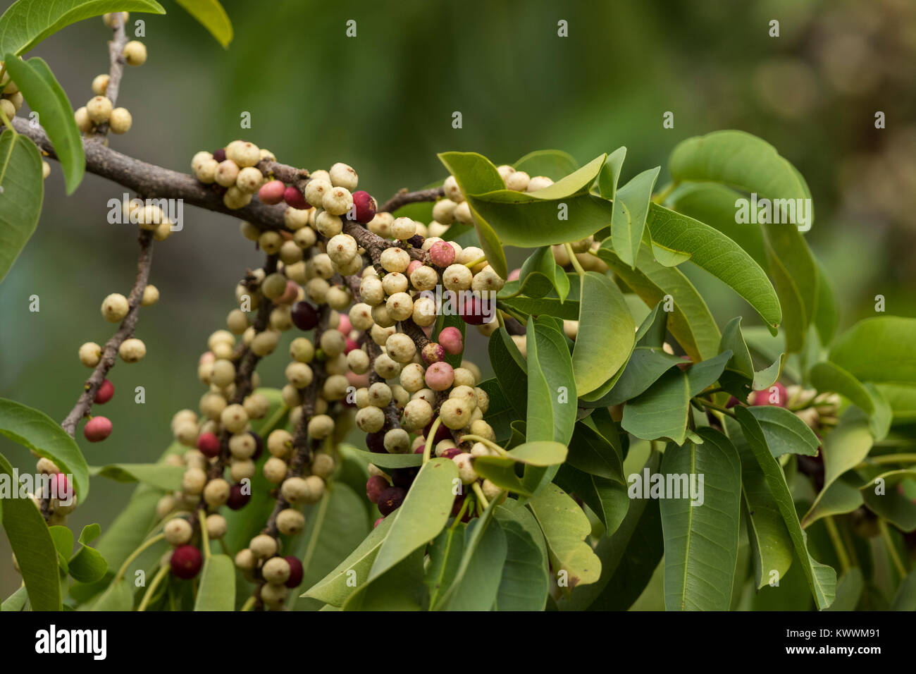 Fruits of Red-leaved fig (Ficus ingens) Stock Photo