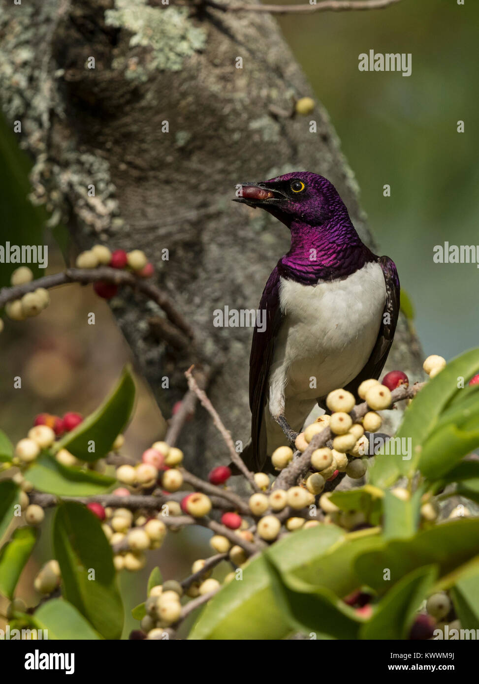 Violetbacked Starling (Cinnyricinclus leucogaster ssp. verreauxi