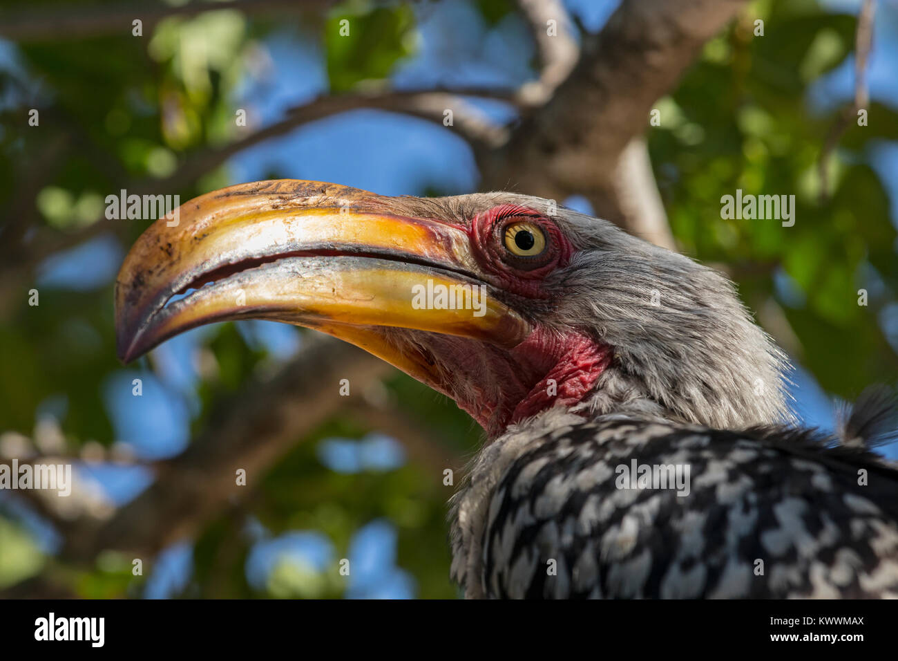 Close-up of Southern Yellow-billed Hornbill (Tockus leucomelas) Stock Photo