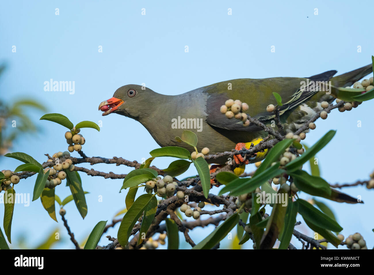 African Green Pigeon (Treron calvus), eating figs, Columbidae Stock Photo