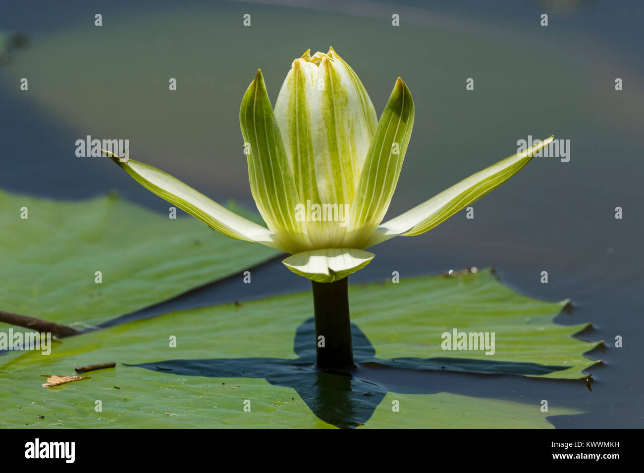 White flowering Day Waterlily (Nymphaea nouchali), Nymphaeaceae Stock Photo