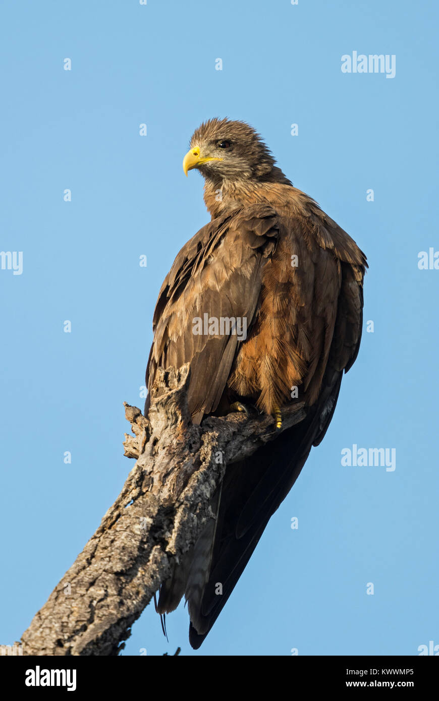 Yellow-billed Kite, Milvus aegyptius, with juvenile fighting and feeding on  a long-tailed (reed) cormorant. Microcarbo africanus, near Volcanic Lake  Stock Photo - Alamy