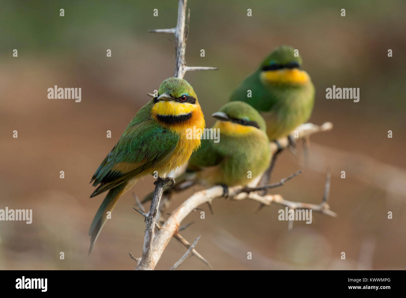 Three Little Bee-eaters (Merops pusillus ssp. meridionalis), Adult and two juveniles Stock Photo