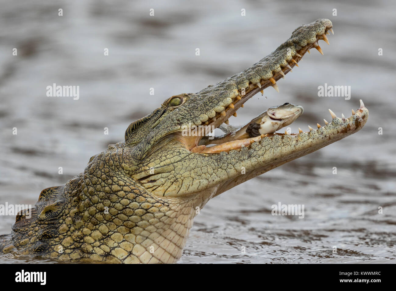 Nile crocodile (Crocodylus niloticus) in water eating fish, (Crocodylia), Sunset Dam, Lower Sabie Stock Photo