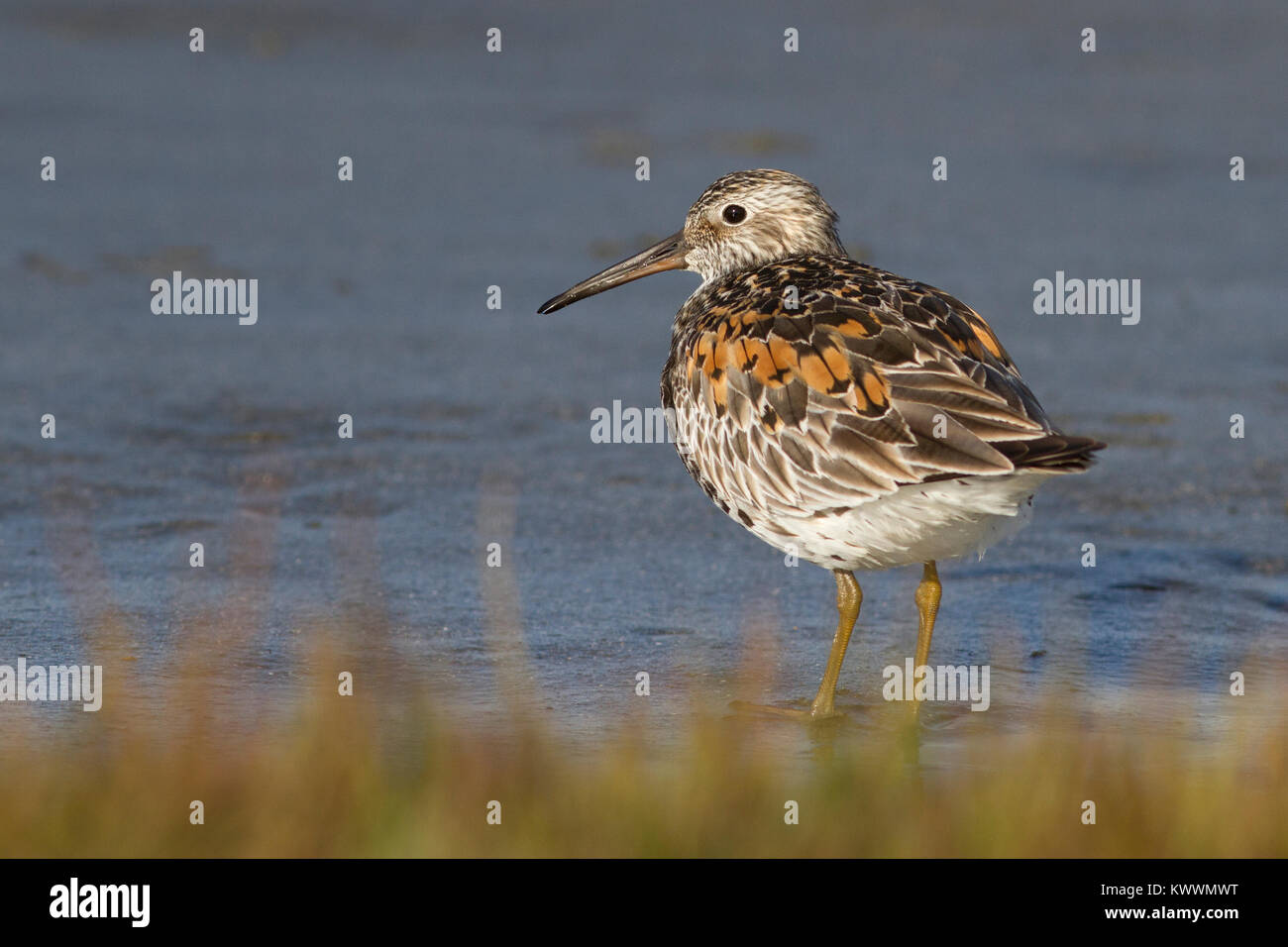 GREAT KNOT standing on the river bank among low grass Stock Photo