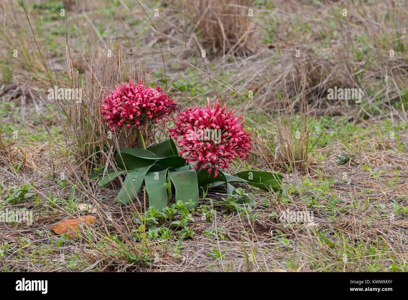 Karoo Lily (Ammocharis coranica), Blood Lily, Amaryllidaceae Stock Photo