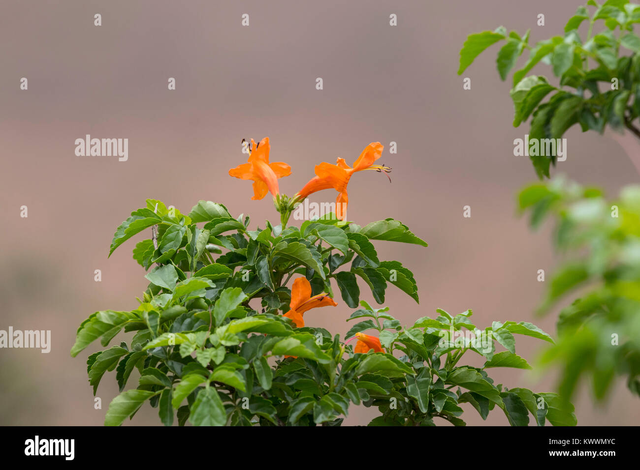 Cape honeysuckle (Tecoma capensis), Bignoniaceae Stock Photo