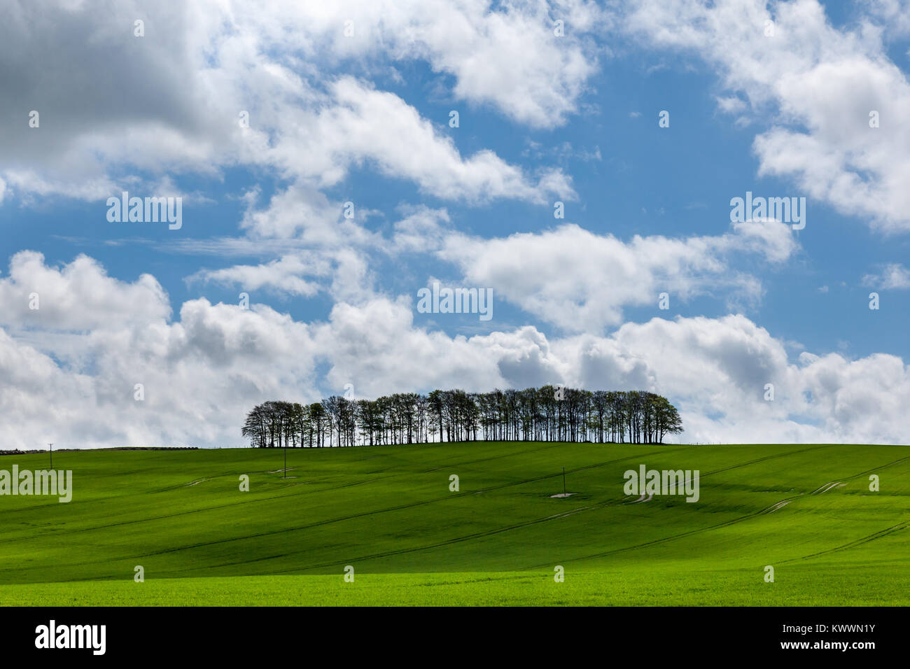 Trees on the horizon against a cloudy blue sky. England UK Stock Photo