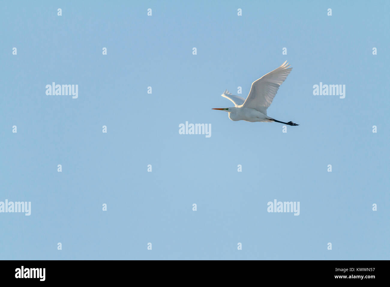 Silberreiher auf Nahrungssuche im Beeder Bruch Stock Photo Alamy