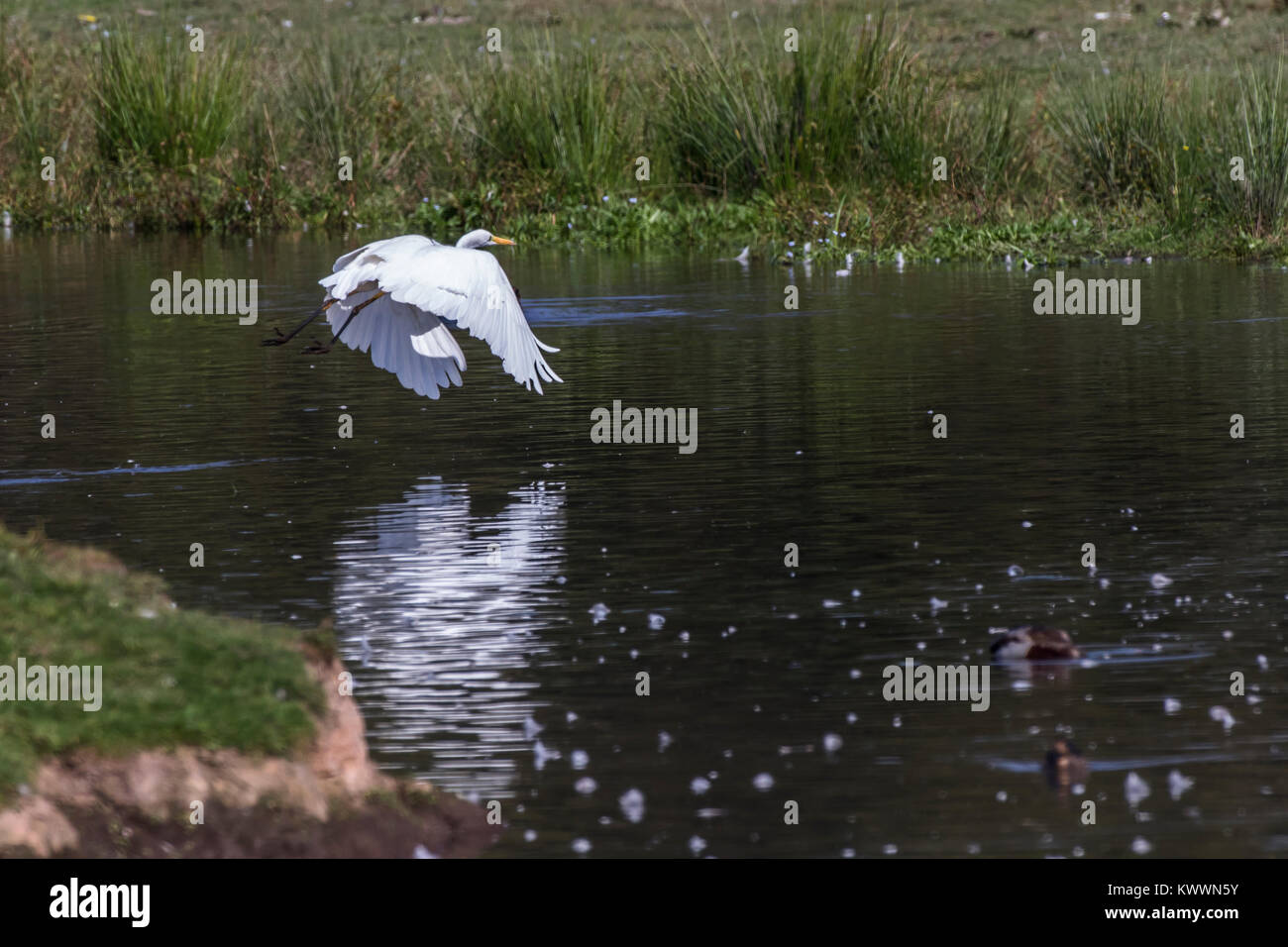 Silberreiher auf Nahrungssuche im Beeder Bruch Stock Photo Alamy