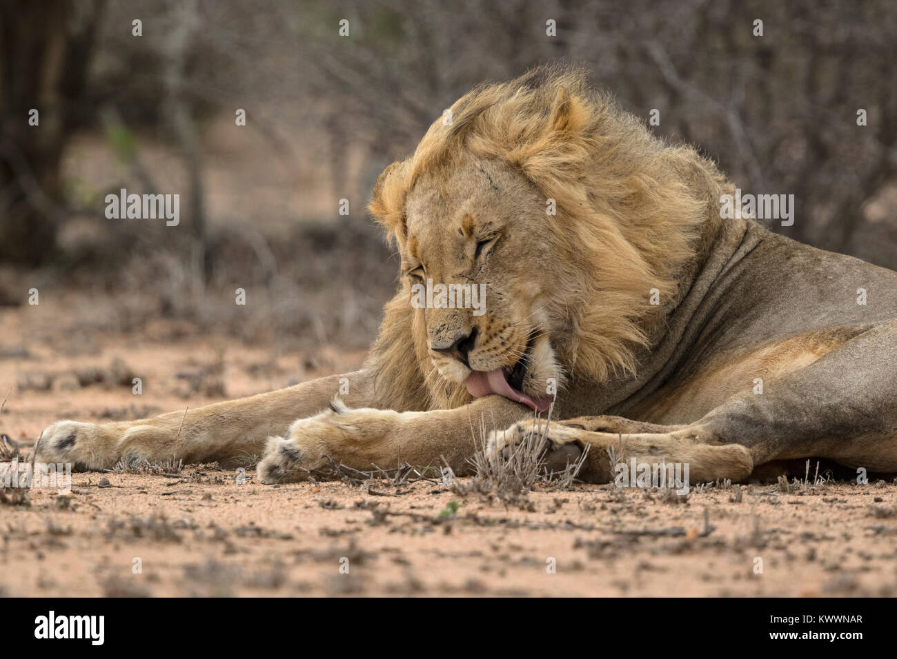 Young male Lion (Panthera leo) lying on the ground. Licking itself with its tongue Stock Photo