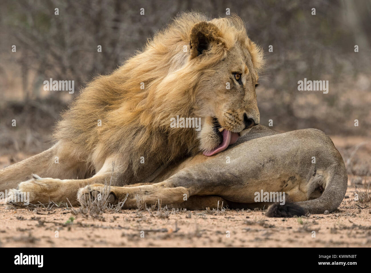 Young male Lion (Panthera leo) lying on the ground. Licking itself with its tongue Stock Photo