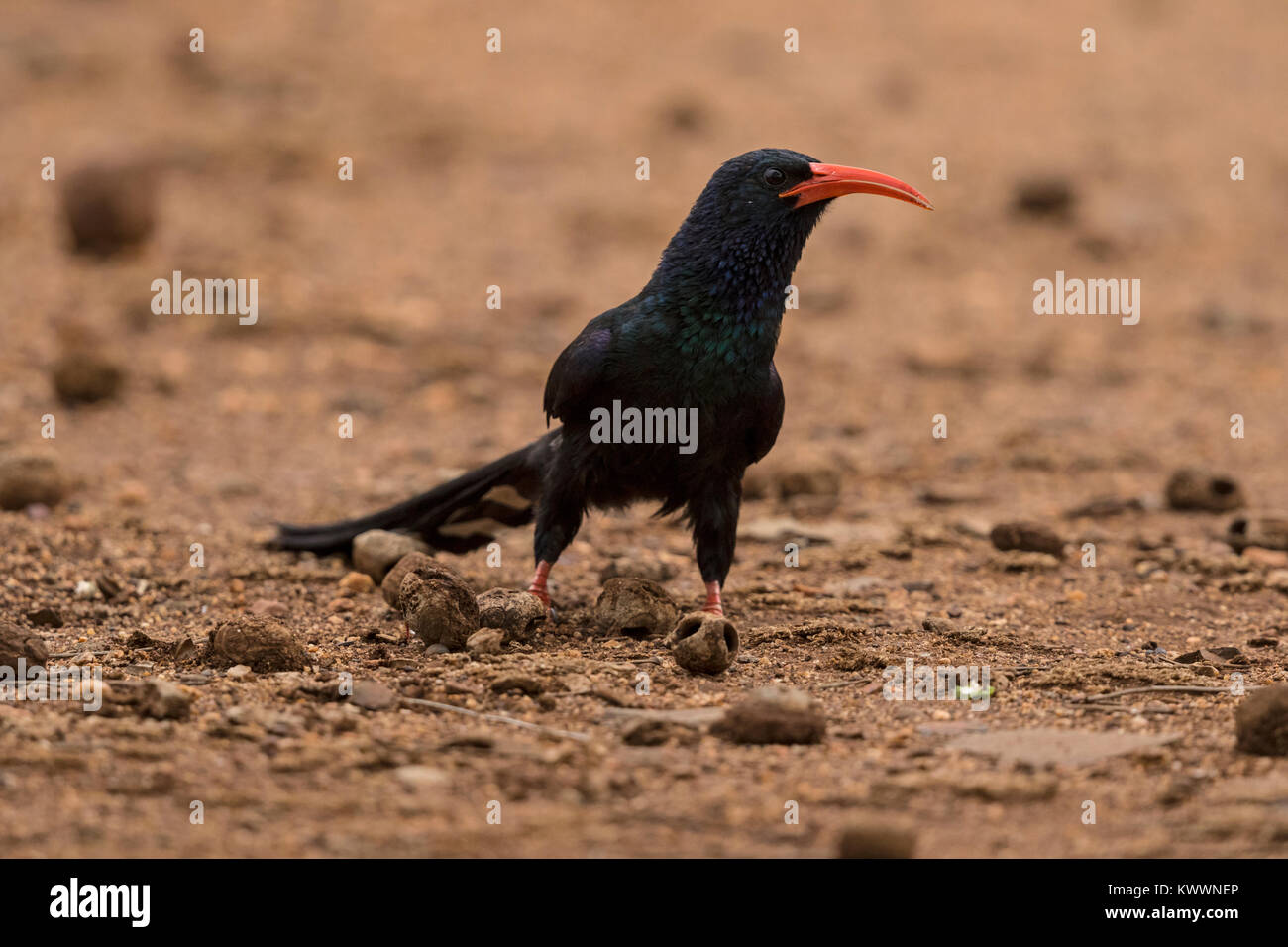 Green Wood Hoopoe (Phoeniculus purpureus marwitzi) on the ground Stock Photo