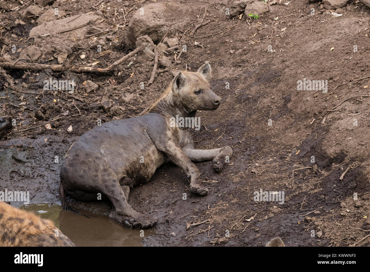 Spotted Hyena (Crocuta crocuta) cooling in waterhole, Stock Photo