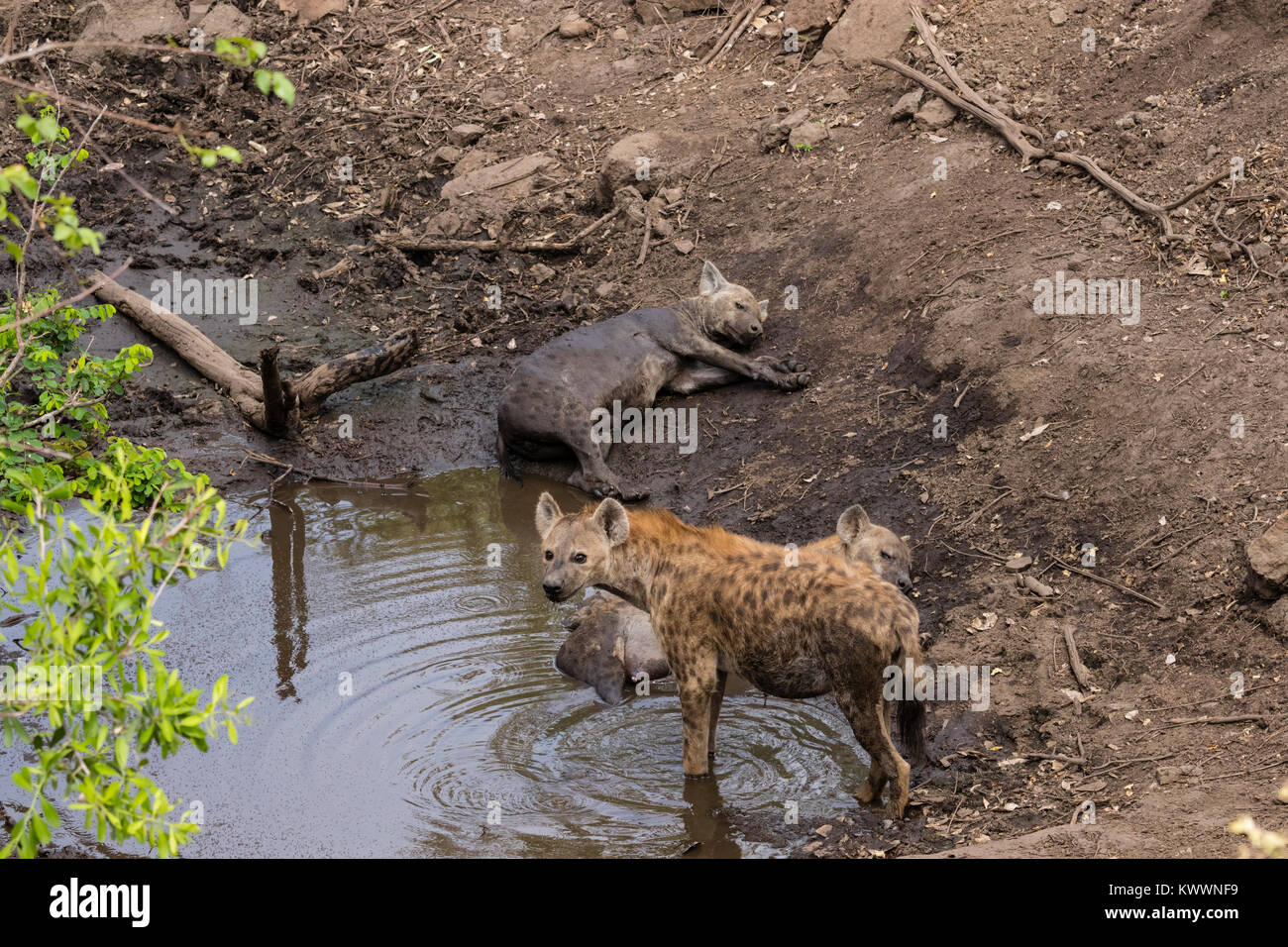 Three Spotted Hyena (Crocuta crocuta) cooling in waterhole, Stock Photo