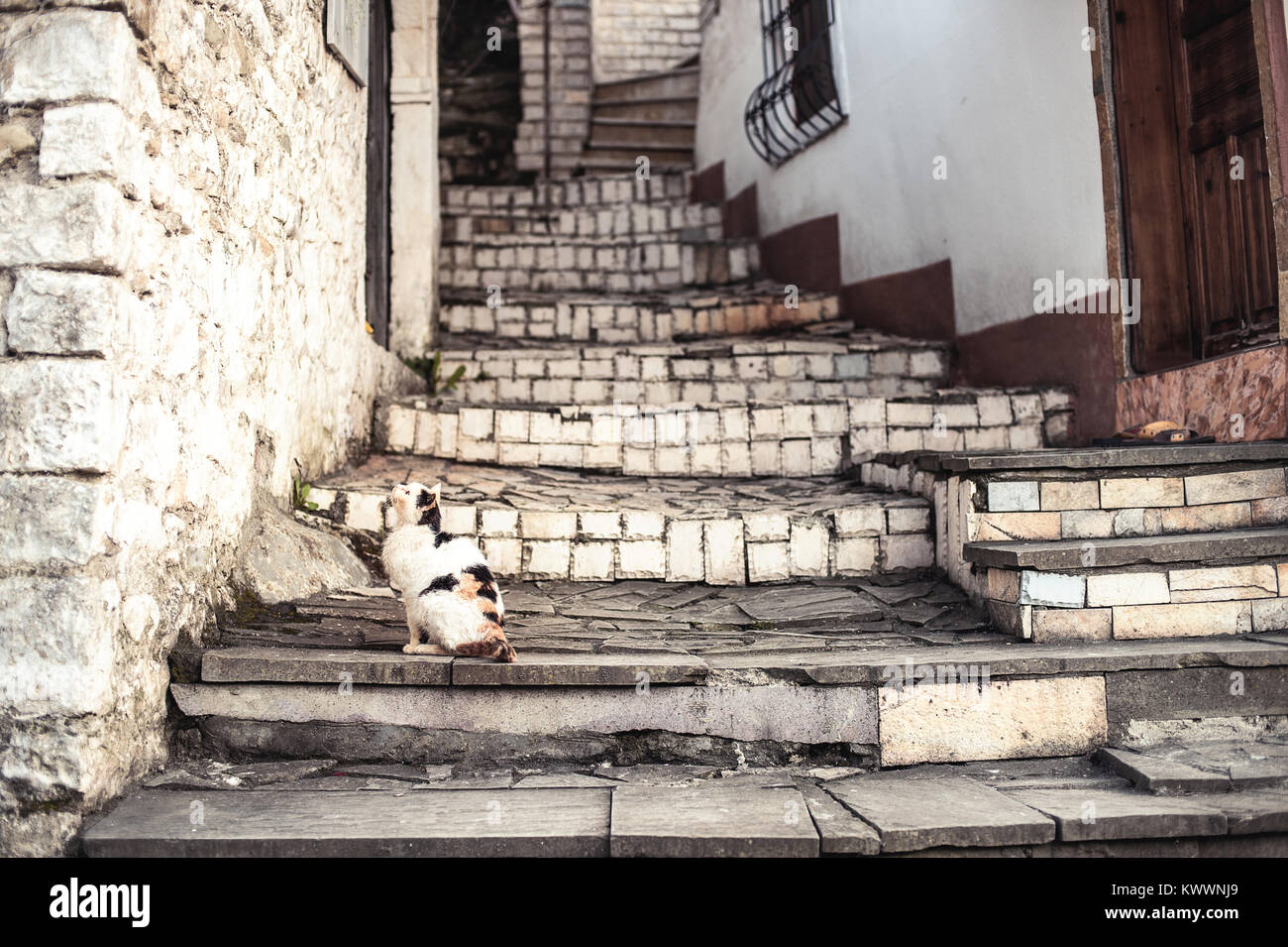 White cat sitting on old white stone stairs in tiny streets of Berat ...