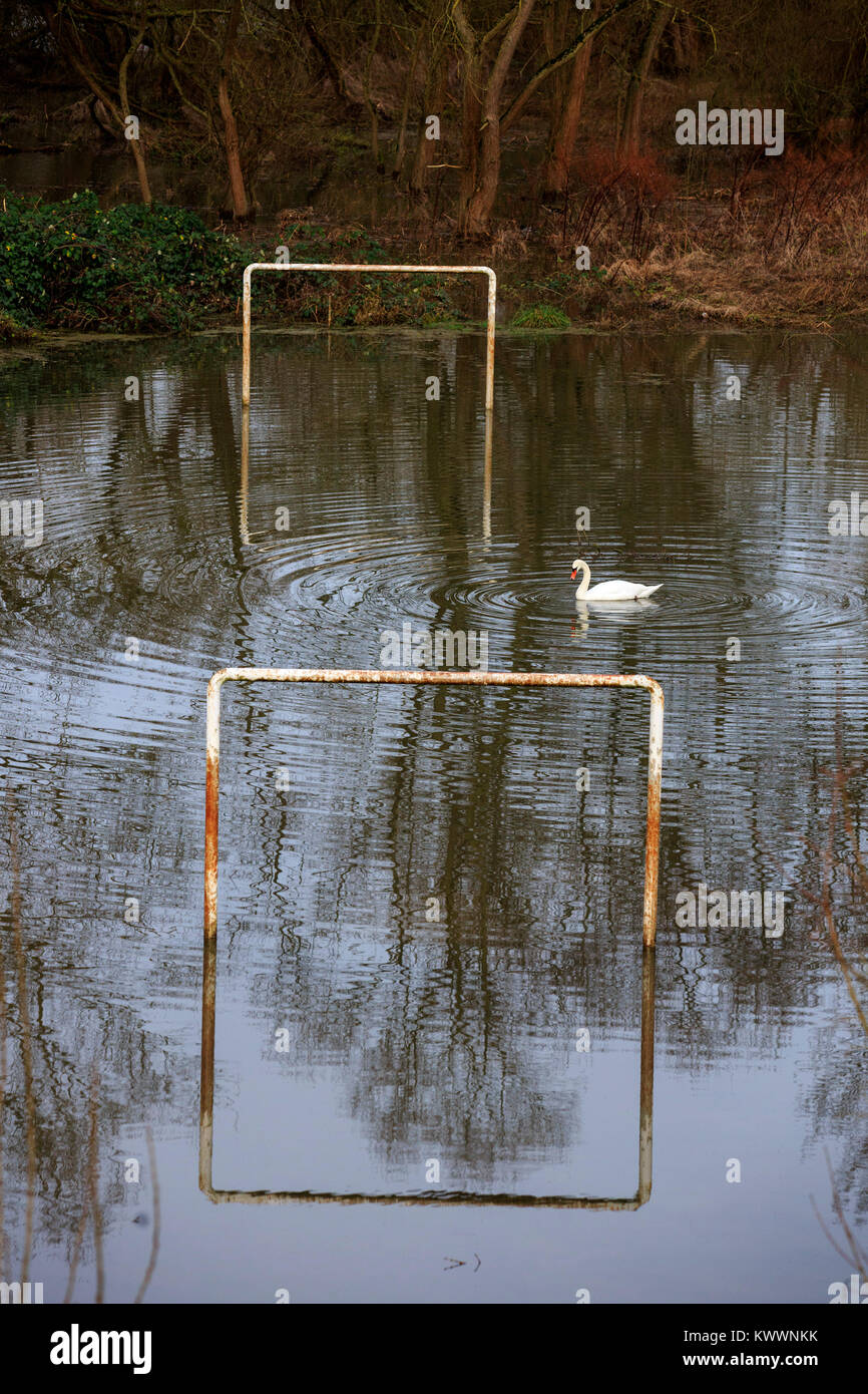 Mute Swan (Cygnus olor) on a flooded football pitch, Mülheim an der Ruhr, Germany Stock Photo