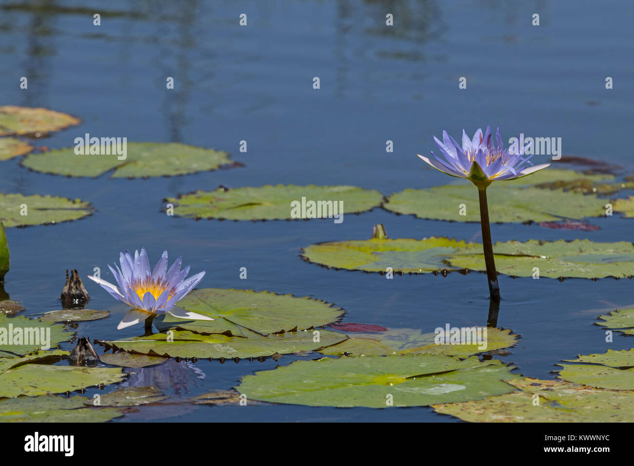Flowering Blue Day Waterlily (Nymphaea nouchali), Nymphaeaceae Stock Photo