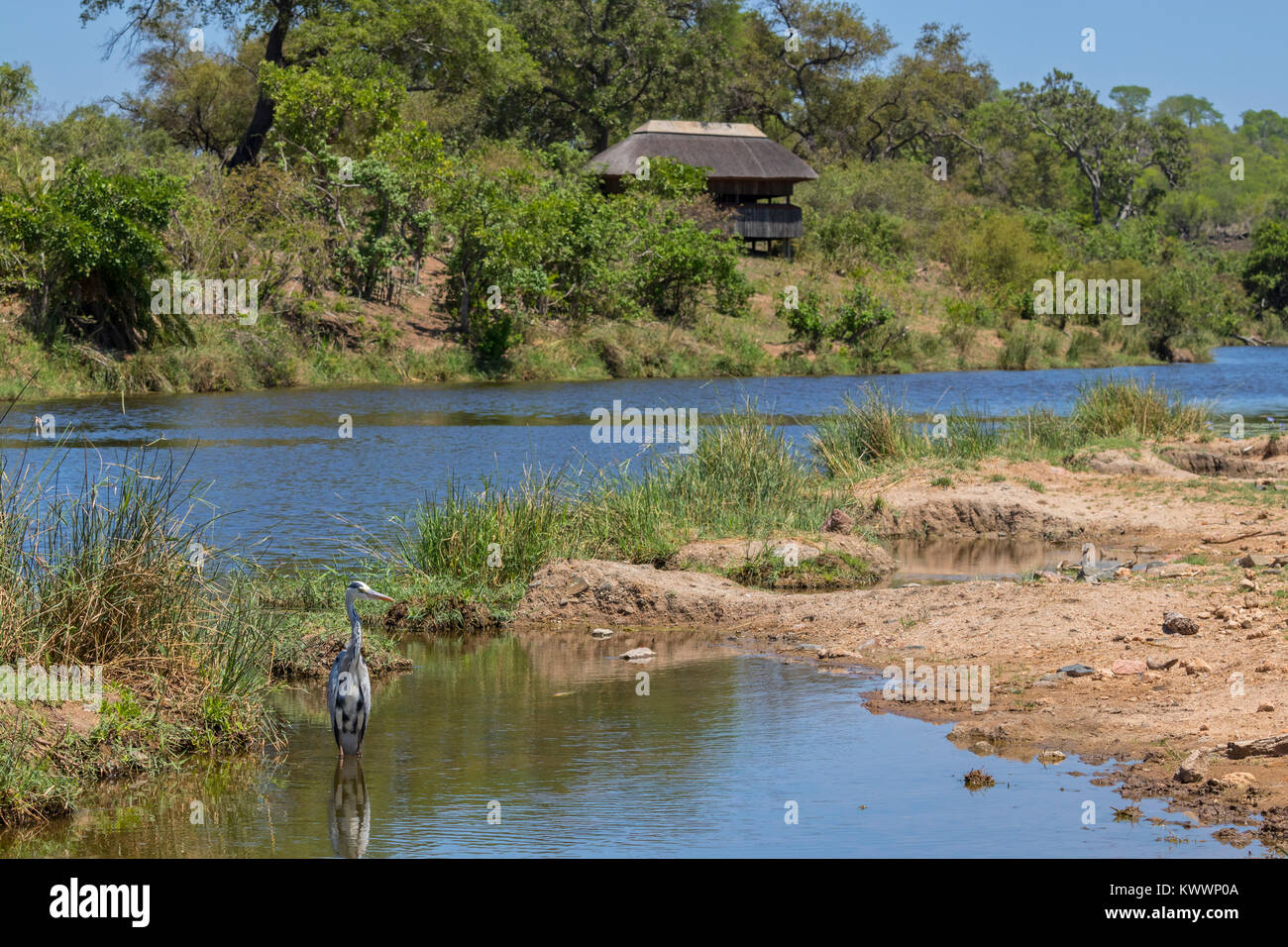 Shipandani Overnight Hide at Tsendze River with Grey heron (Ardea cinerea) Stock Photo