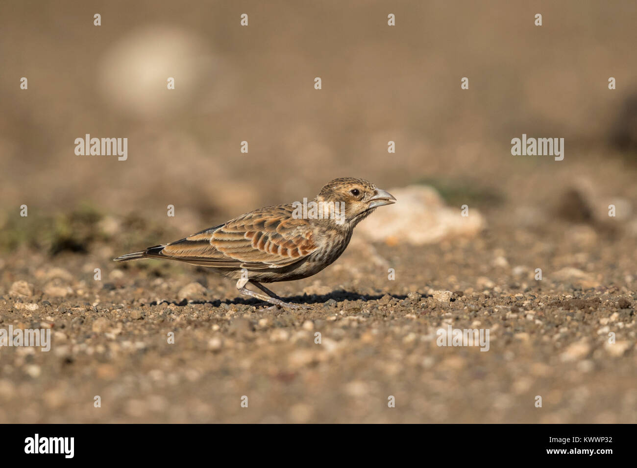 Chestnut-backed Sparrow-Lark (Eremopterix leucotis ssp. smithi) Stock Photo