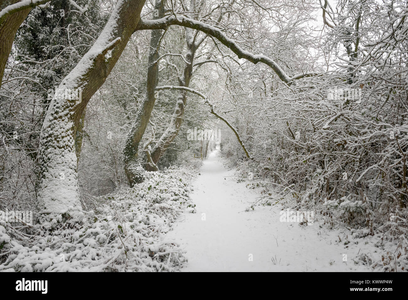 Snow covered path through English countryside in winter. Snowy County Durham woodland  in a wintry Northern England Stock Photo