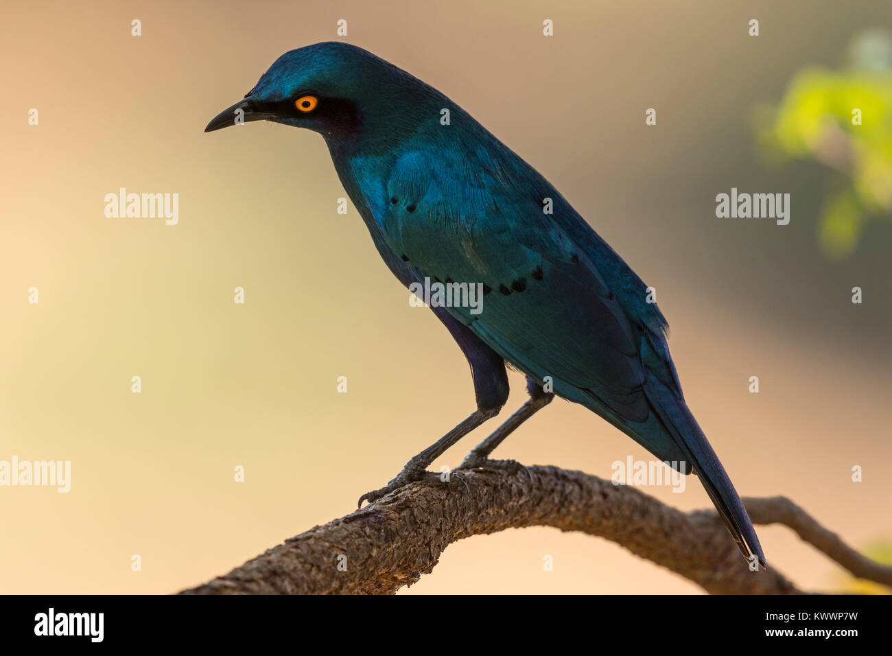 Greater Blue-eared Glossy-Starling, Greater Blue-eared Starling, (Lamprotornis chalybaeus ssp. nordmanni), Sturnidae Stock Photo