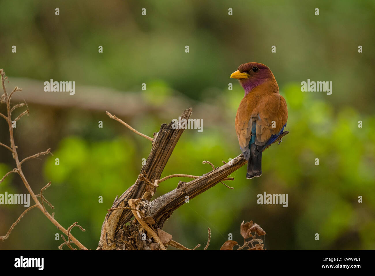 Broad-billed Roller (Eurystomus glaucurus) perched on a branch Stock Photo