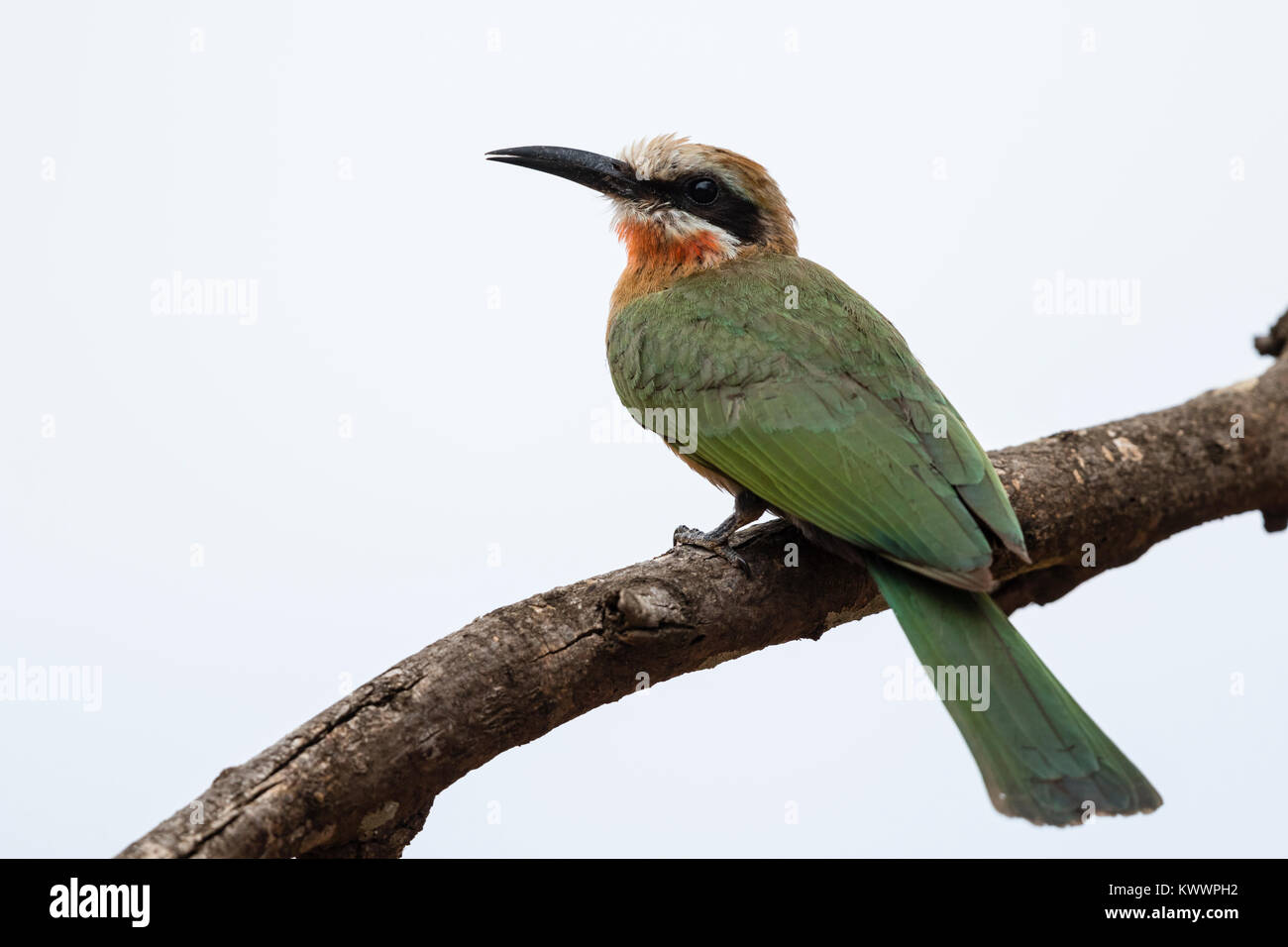 White-fronted Bee-eater (Merops bullockoides Stock Photo - Alamy