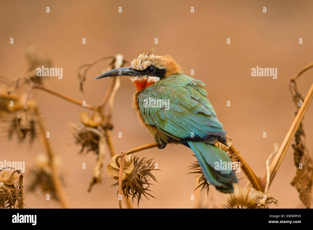 White-fronted Bee-eater (Merops bullockoides), Stock Photo