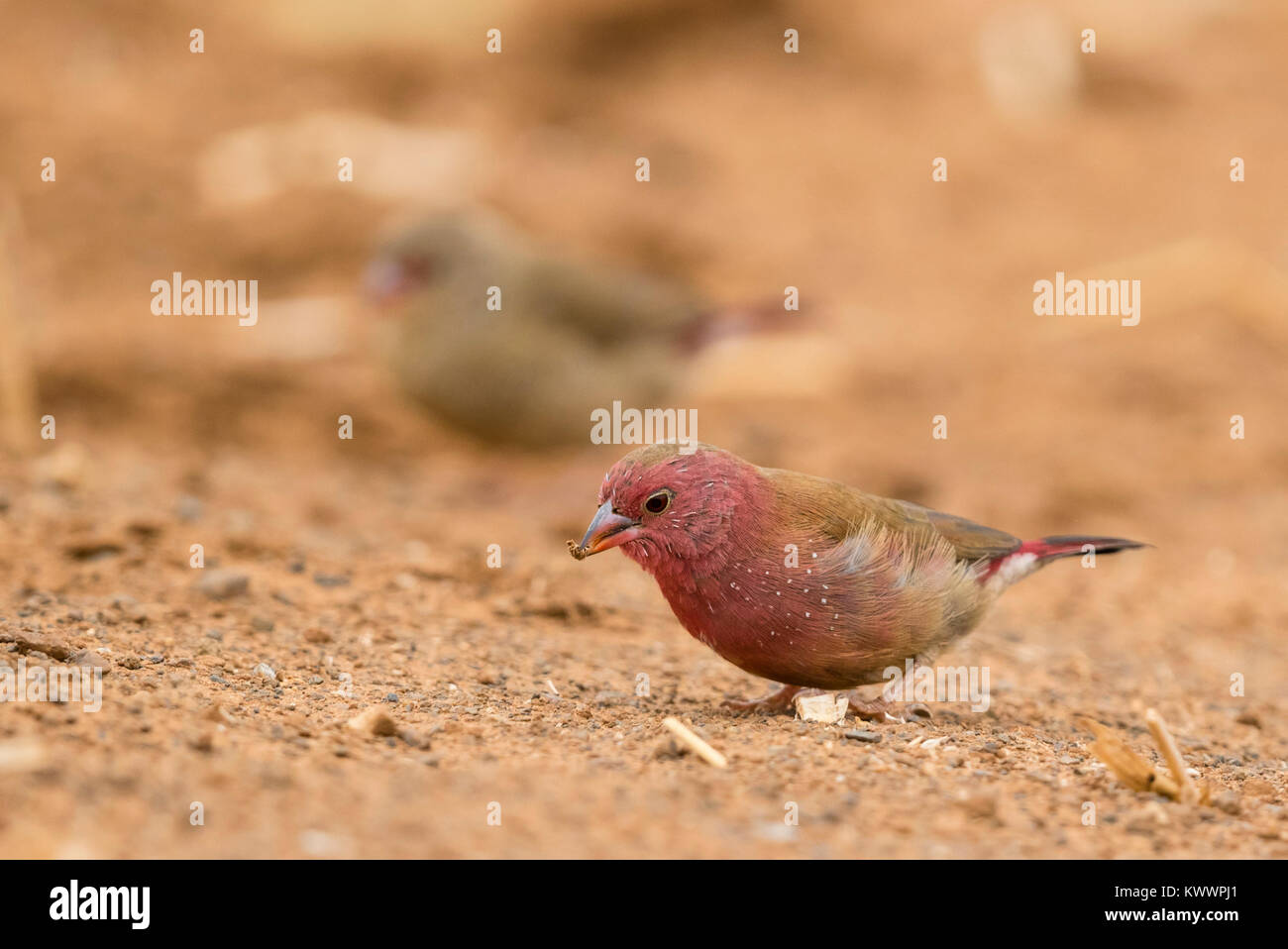 Red-billed Firefinch (Lagonosticta senegala) male on the ground Stock Photo