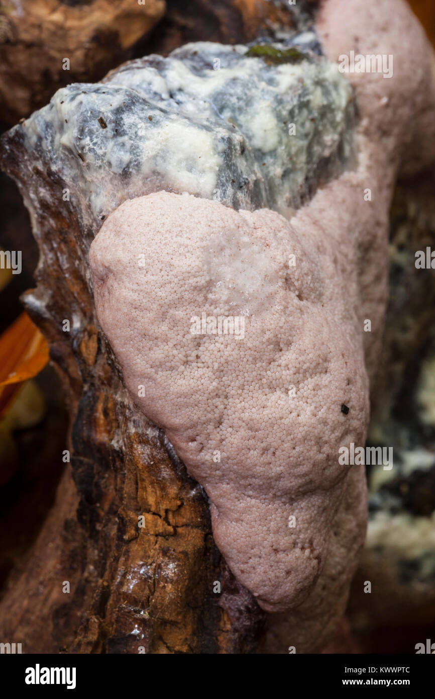 Tapioca Slime Mold (Brefeldia maxima),Tapioca Slime Molds, Amoebozoa, Eumycetozoa, Stemonitidaceae, Myxomycetes, Slime fungus, Slime mould Stock Photo