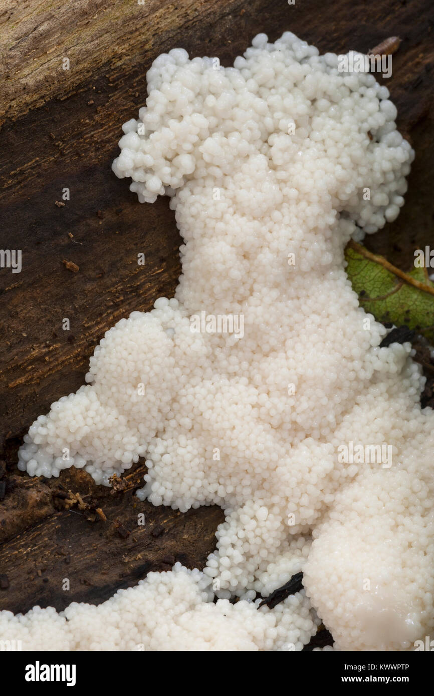 Tapioca Slime Mold (Brefeldia maxima),Tapioca Slime Molds, Amoebozoa, Eumycetozoa, Stemonitidaceae, Myxomycetes, Slime fungus, Slime mould Stock Photo