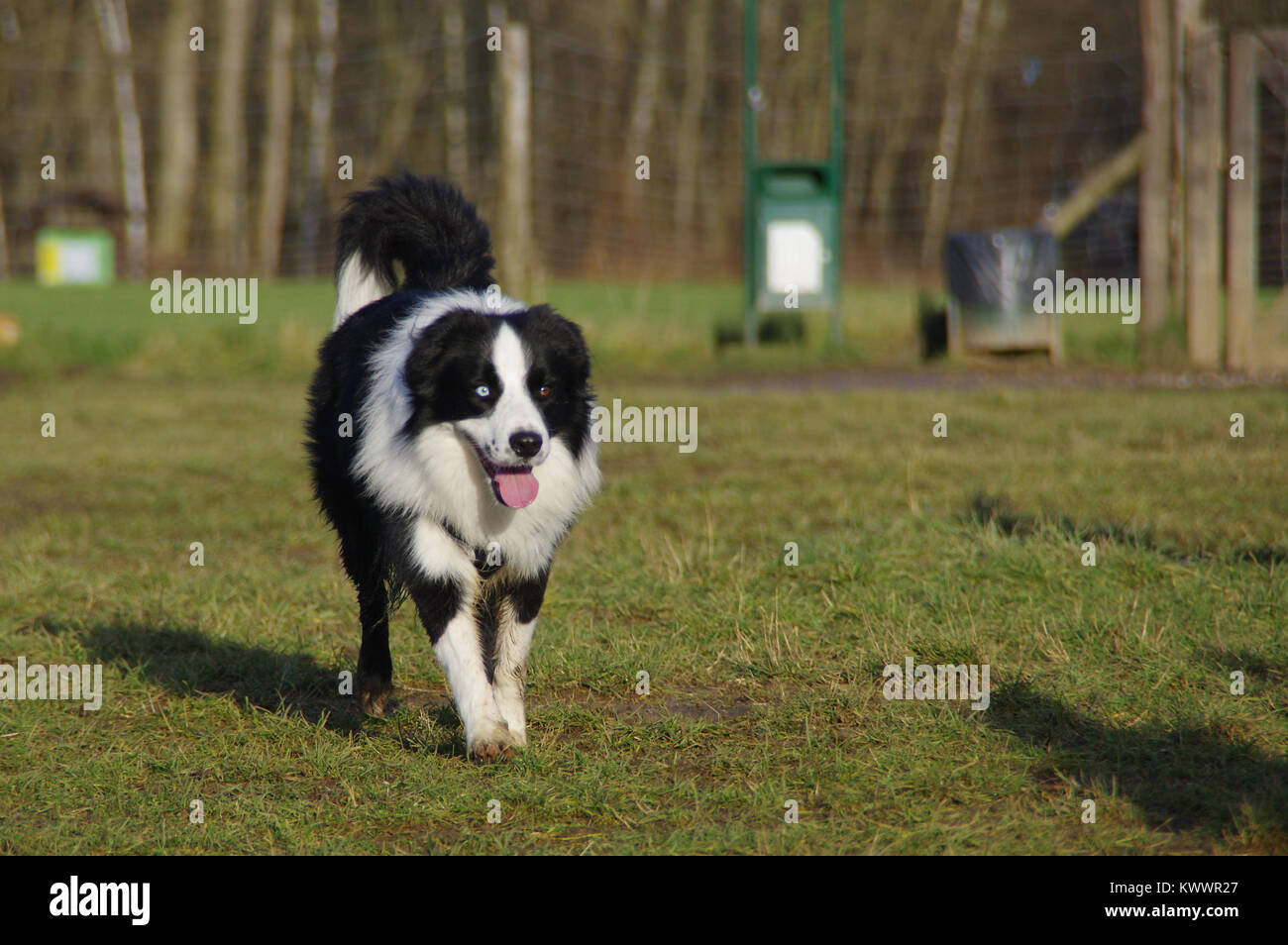 Young attentive dog is running on the meadow. Happy Border Collie on grass. Multicolored eyes. Stock Photo