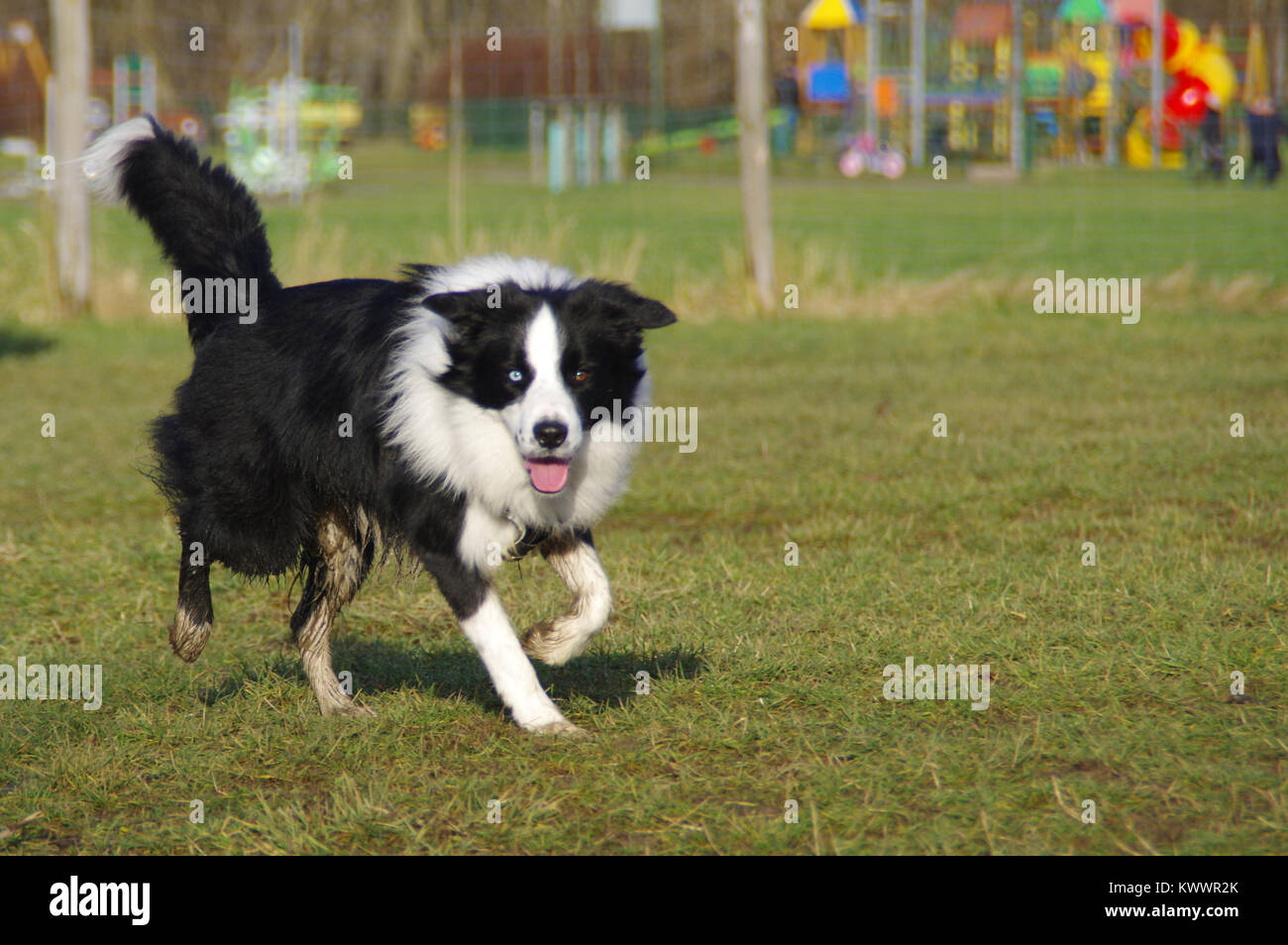 Young attentive dog is running on the meadow. Happy Border Collie on grass. Stock Photo