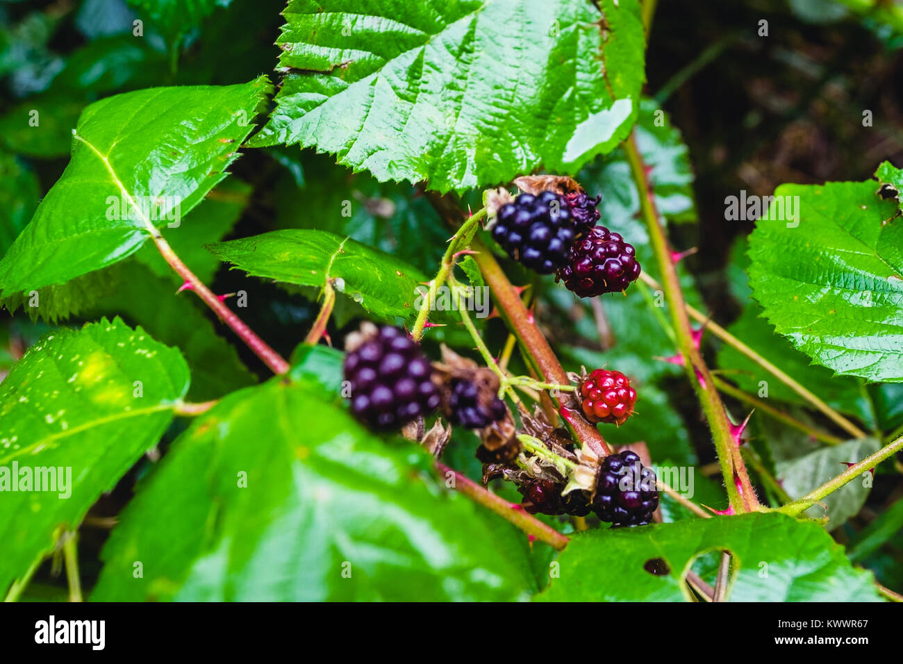 Thorns of blackberries hires stock photography and images Alamy