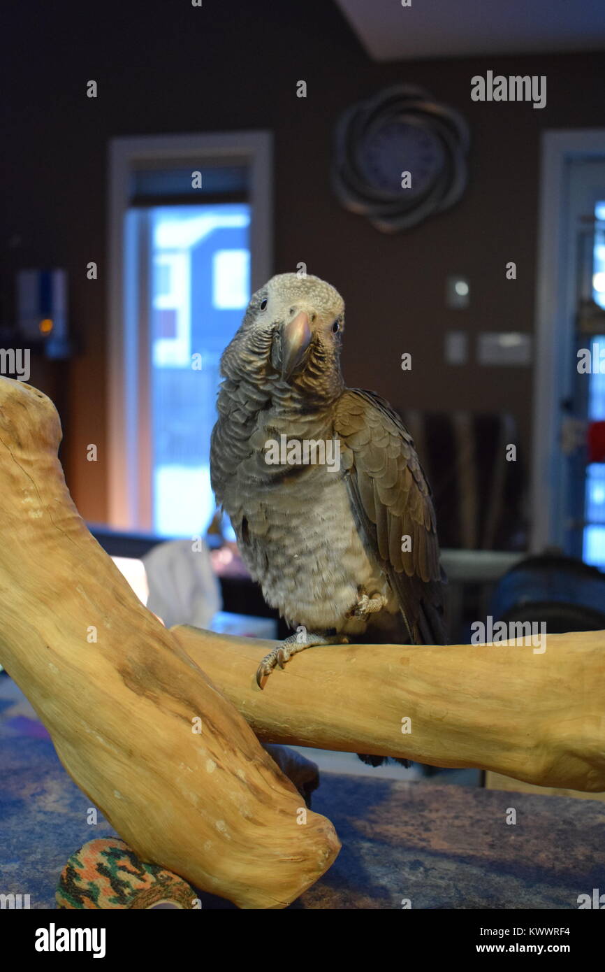 African grey parrot resting hires stock photography and images Alamy