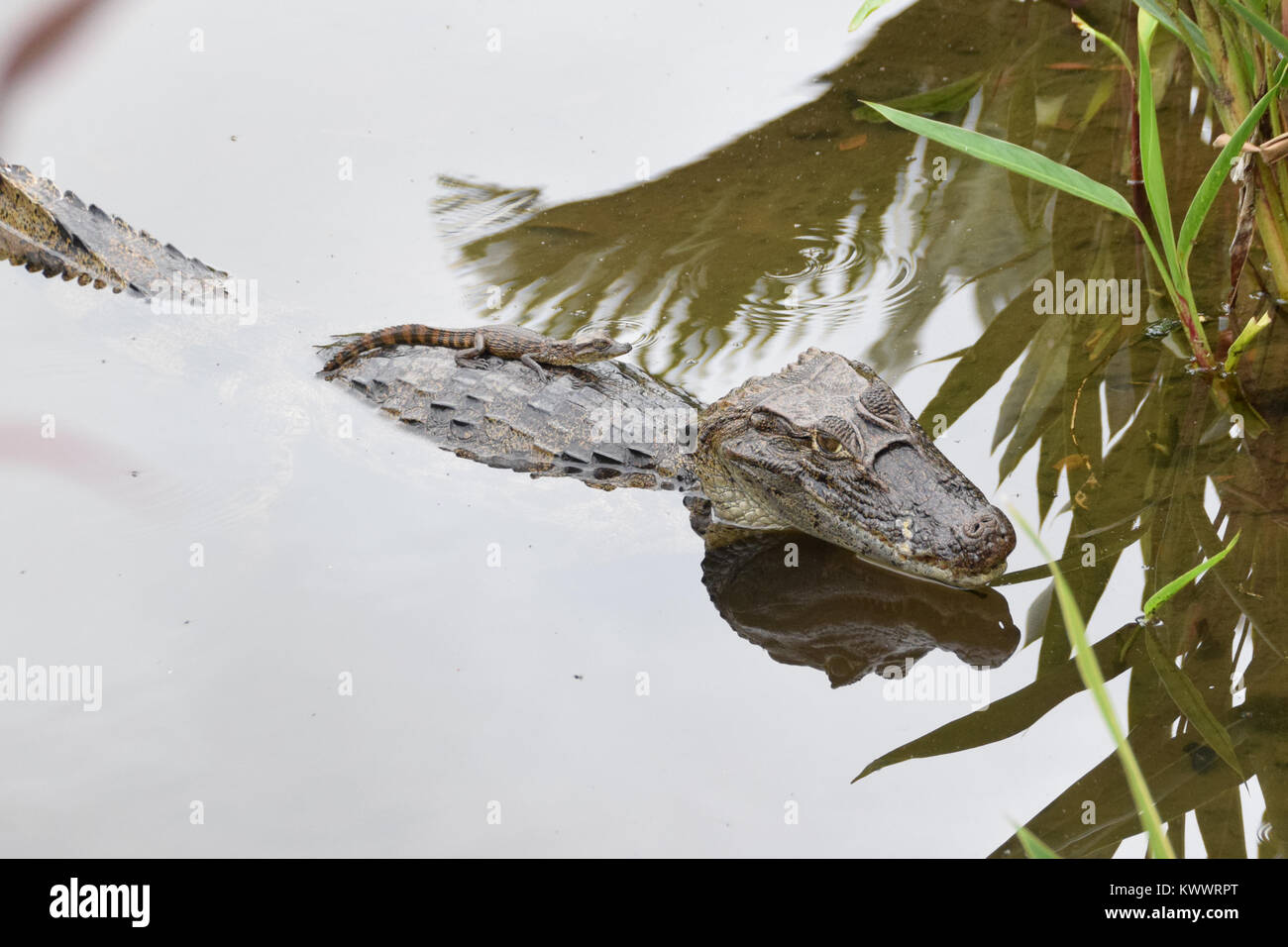 Spectacled Caiman, mother with baby, La Fortuna, Costa Rica Stock Photo