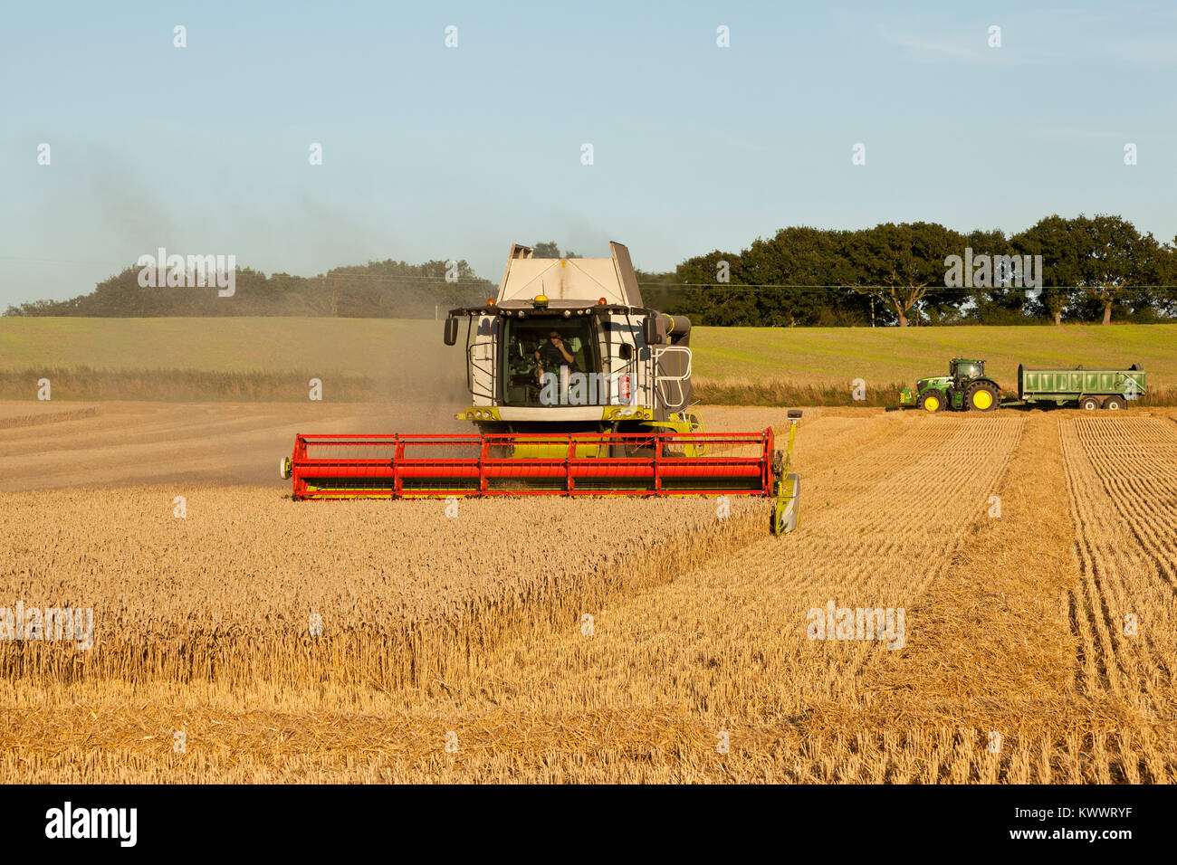 A combined harvester cutting corn with a tractor and trailer waiting to ...