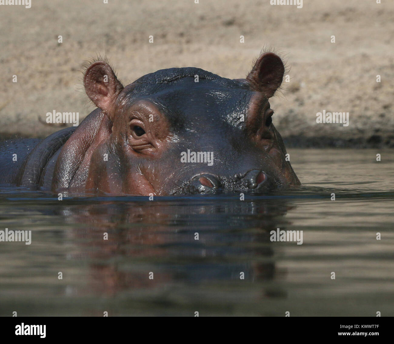 Baby hippo Fiona with mother at Cincinnati Zoo Stock Photo - Alamy