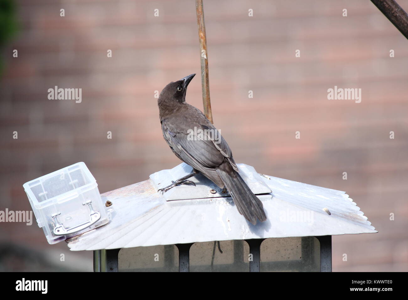 The Common Grackle Quiscalus Quiscula On Top Of A Bird Feeder