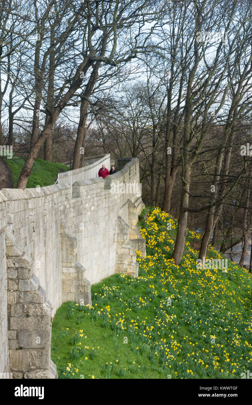 Daffodils in flower on grass embankment & people (man & woman) walk on scenic historic medieval bar walls - by Bishopgate Street, York, England, UK. Stock Photo