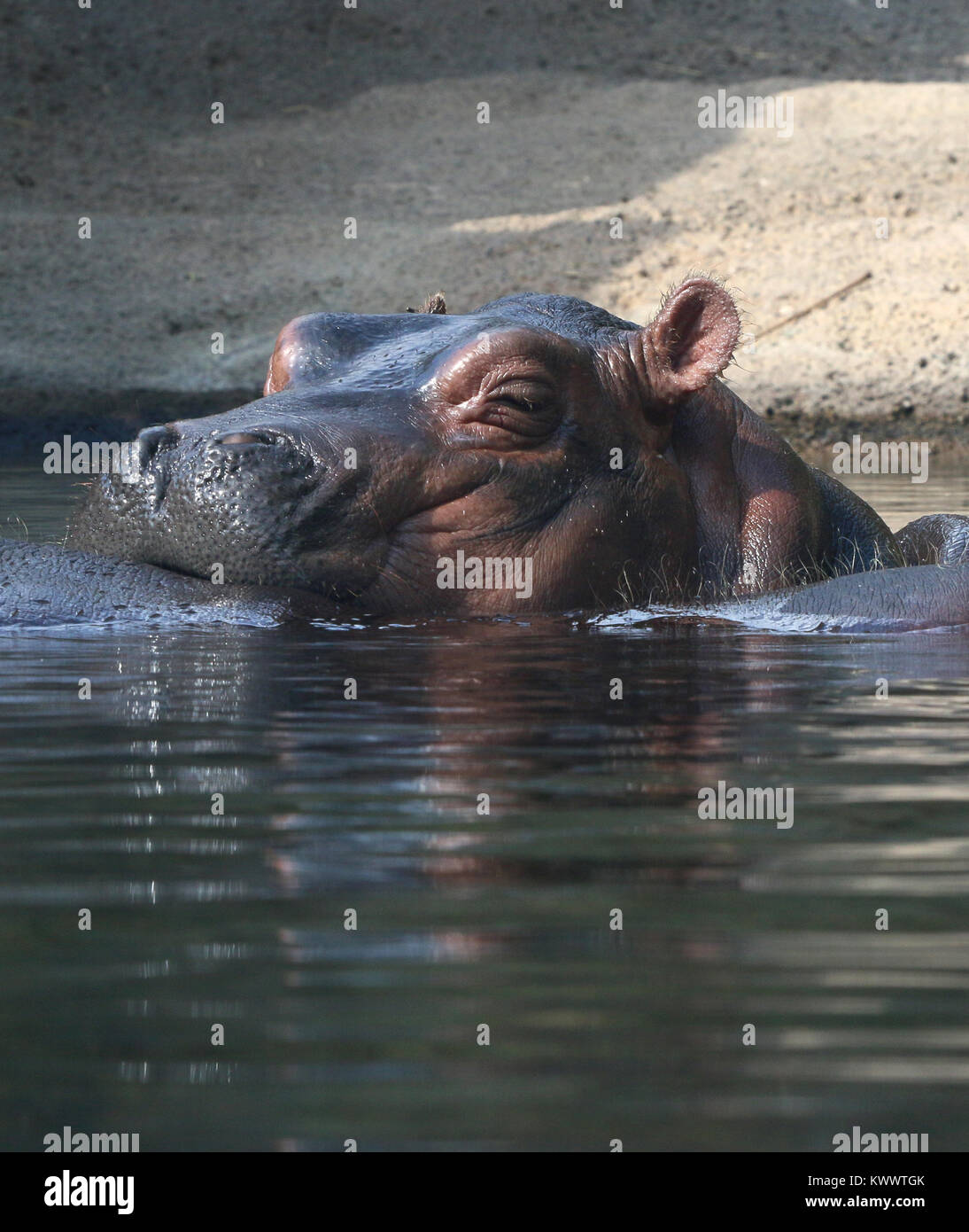 Baby Hippo Fiona With Mother At Cincinnati Zoo Stock Photo Alamy