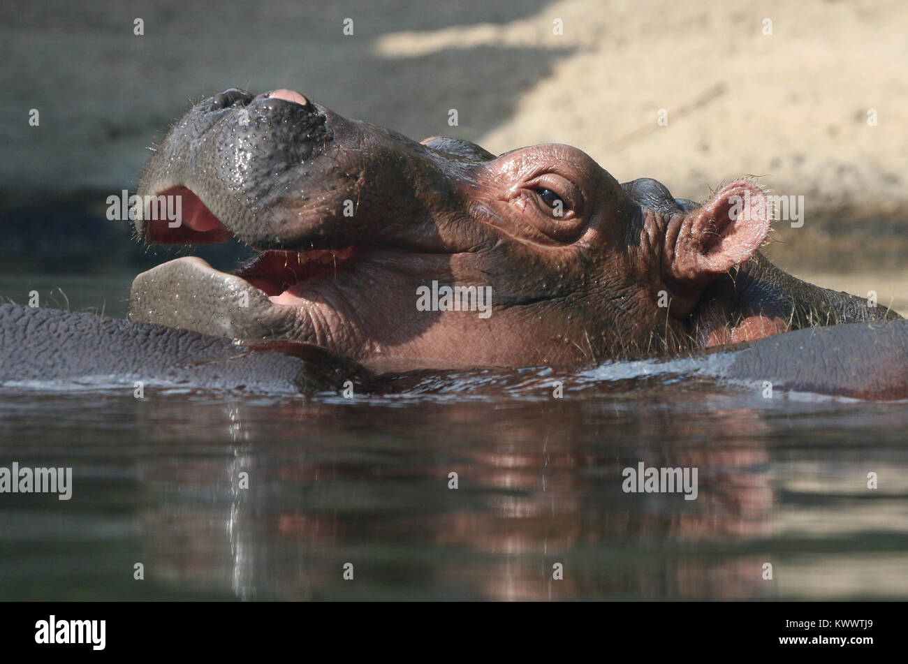 Baby hippo Fiona with mother at Cincinnati Zoo Stock Photo - Alamy