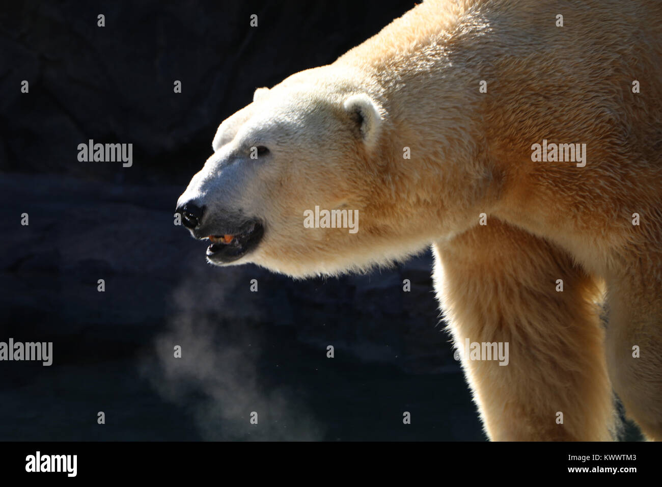 Polar bear Cincinnati Zoo captive breading Stock Photo